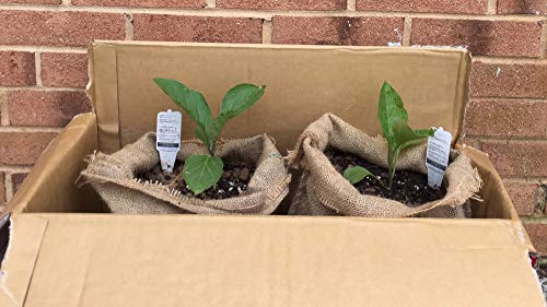 AAYU Large Burlap Sacks 14 x 26 Inch Jute Drawstring Bags for Potato Onion Vegetable Coffee Beans Adult Bag Races (15 Pack)