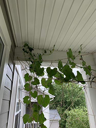 AAYU Natural Jute Twine 3Ply 500 Feet Jute Rope for Industrial, Packaging, Arts & Crafts, Gift Wrap, Decoration, Bundling, Gardening and Home