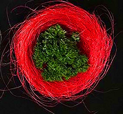 AAYU Natural Fiber from Sisal | Premium Quality Natural Jute Fiber | 8 oz per Bag | Perfect for DIY Project and Basket Decoration | Red Color