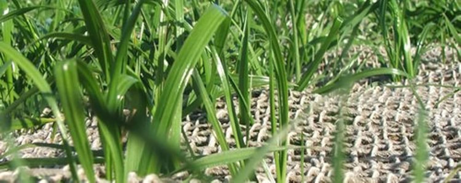 Natural Jute Burlap Fabric, Garden Burlap Roll