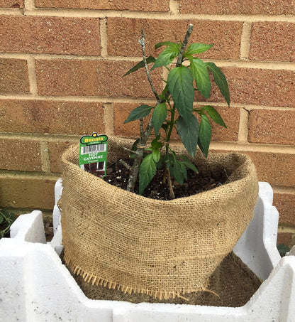 Reusable Burlap Sack, Food-Safe Sacks